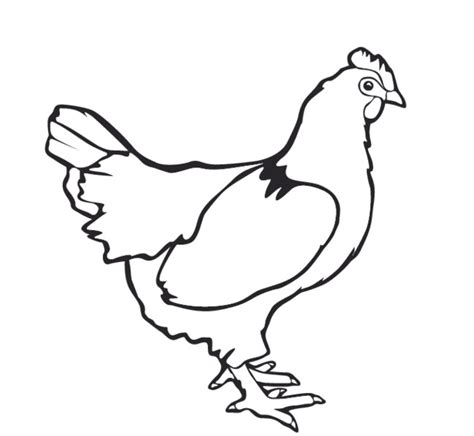 Chicken Outline Free Download On Clipartmag