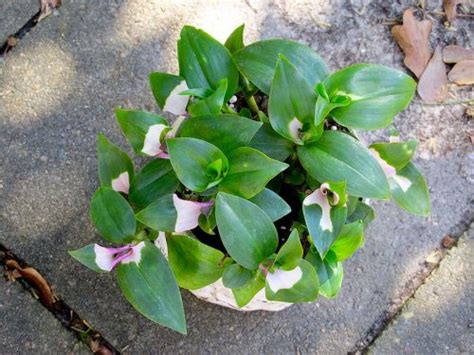 Maybe you would like to learn more about one of these? Wandering Jew Plant: Types, Care, and Growing Guide ...