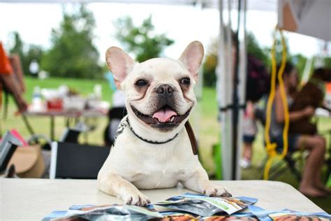 They are the lifeblood of our organization and the reason we are able to offer services to the hundreds of rescued animals who. The ultimate doggy day out is happening in Toronto (and it ...