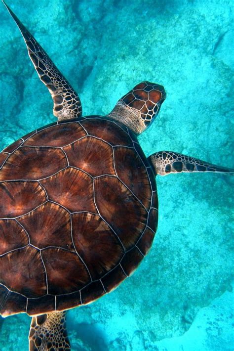 10 besten strände in martinique. Die 7 schönsten Strände auf Martinique | Karibik urlaub ...