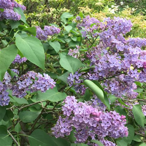 Common Purple Lilac Products Horsford Gardens And Nursery