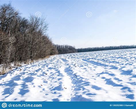 Winter Field And Forest Stock Photo Image Of Snow Tree 135252300