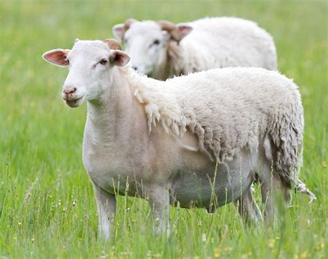 Wiltshire Sheep Are A Large White Faced Breed Sheep That Moult Naturally In The Spring Summer