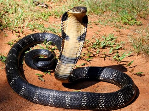 Interesting Facts About King Cobras Just Fun Facts