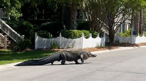 Massive Alligator Lazily Crosses The Street In South Carolina
