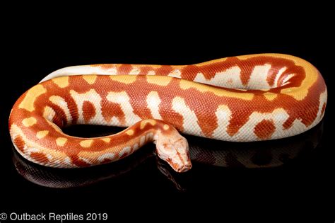 Albino Blood Python Male Outback Reptiles