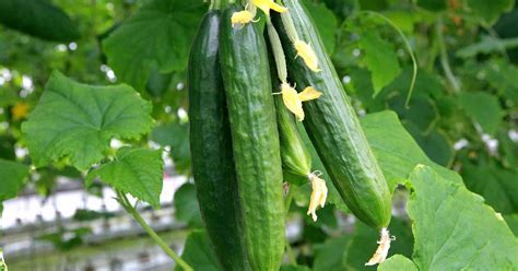 learn how to plant and develop cucumbers garden sweet spot