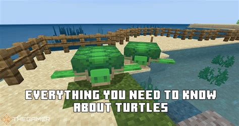 Minecraft Everything You Need To Know About Turtles Thegamer