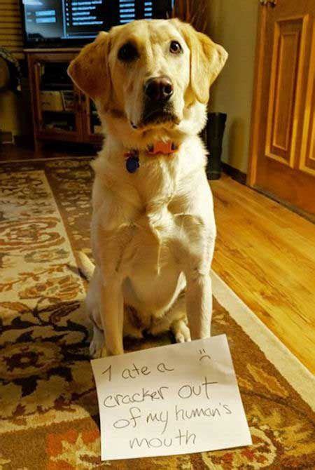 52 Best Dog Shaming Pictures Dogs Images On Pinterest