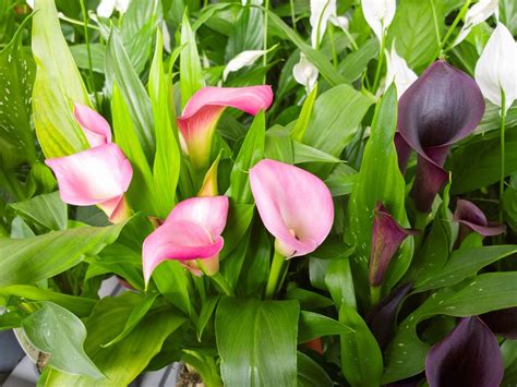 Learn How To Grow And Care For Calla Lily Flowers
