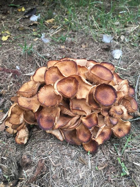 Any Ideas Found In My Yard In Oklahoma Mycology Fungi Mushrooms