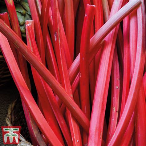 Rhubarb Fultons Strawberry Surprise Springautumn Planting