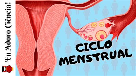 Ciclo Menstrual Youtube