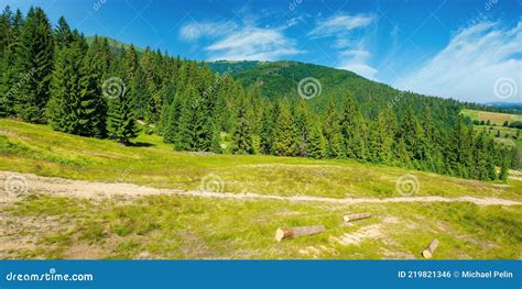 Coniferous Forest On The Hill Stock Photo Image Of Light Grass