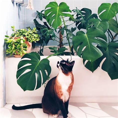 They are safe for pets: These 11 Indoor Plants Are Safe for Pets