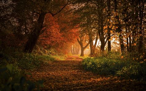 Nature Landscape Forest Fall Path Leaves Trees Shrubs Sunlight