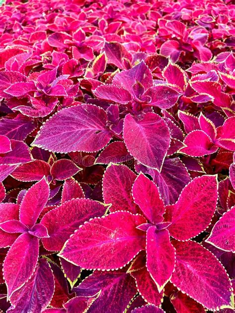 Coleus Flower Foliage Background Beautiful Perspective Of Natural Pink