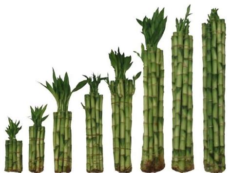 Set Of 5 Straight Lucky Bamboo Stalks 13 Sizes Available Etsy Lucky