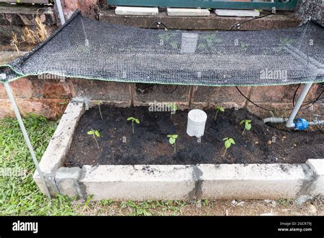 Worm Tower For Vermicompost Installed On Raised Garden Bed With New