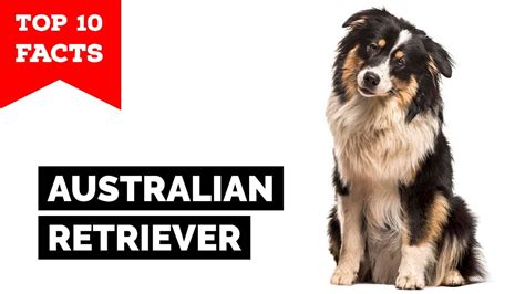 Australian Retriever Top 10 Facts Youtube