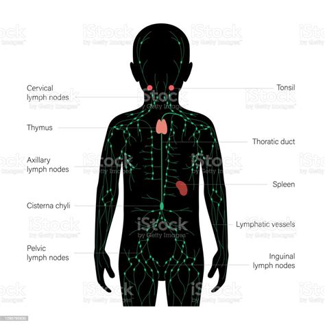 Lymphaticsystem Stock Illustration Download Image Now Anatomy