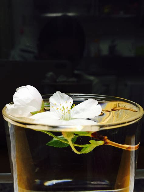 무료 이미지 꽃 유리 식품 생기게 하다 음주 조명 칵테일 아구아 리큐어 맛 주류 증류수 2448x3264