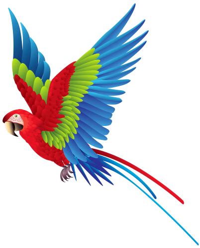 Colourful Parrot Png Clipart Best Web Clipart Parrot Image Bird
