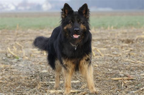 Serie Altdeutscher Schäferhund Am Feld Stockfoto Auf Gratis
