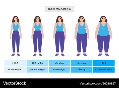 Body Mass Index Woman Royalty Free Vector Image