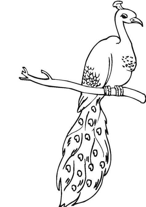 Free And Easy To Print Peacock Coloring Pages Peacock Drawing Peacock Coloring Pages Free