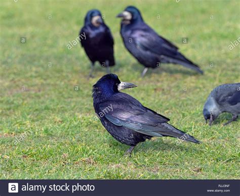 Rookery Crow Hi Res Stock Photography And Images Alamy