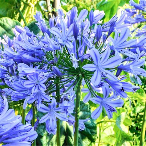 Agapanthus Delft Blue Blue Lily Of The Nile Bulb Easy To Grow Bulbs