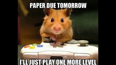 Image Result For Funny Cute Hamster Memes Cute Hamsters Hamster Funny Cute