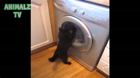 Crazy Funny Cats Vs Washing Machines Imaginary Enemy Of Cats
