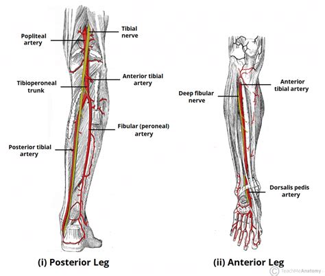 Arteries Of The Lower Limb Thigh Leg Foot TeachMeAnatomy