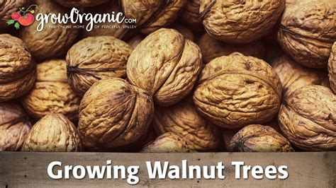 Learn how to identify the trees and nuts, then the easiest method to. Growing Organic Walnut Trees - YouTube