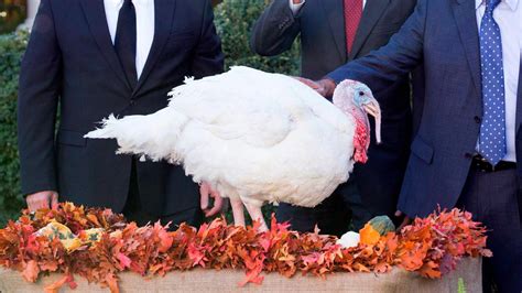 what happens to the turkey pardoned by the president reader s digest