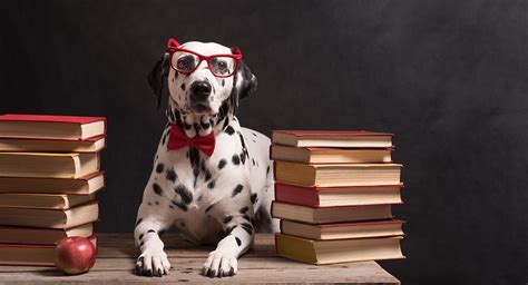 ¿cuáles Son Los Perros Más Inteligentes Del Mundo 10 Razas Que Se
