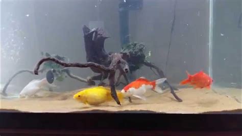 Goldfish Mating Youtube