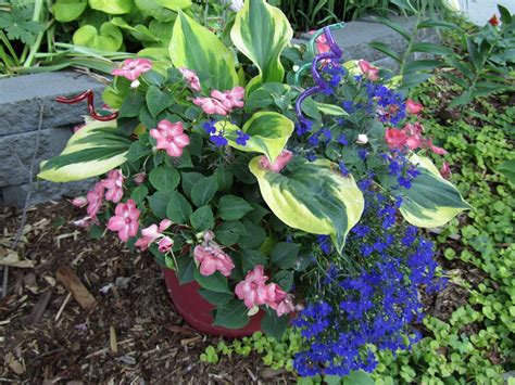 Cheesehead Gardening Hostas In Containers