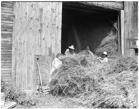 Haying On The Farm Ann Arbor District Library