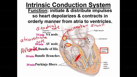 Intrinsic Conduction System Youtube