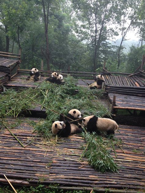 Chengdu Research Base Of Giant Panda Breeding In 成都市 四川 With Images