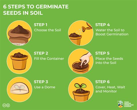 6 Steps To Germinate Seeds In Soil Easy Our Experience Your Indoor