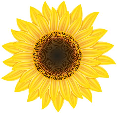Sunflower Clipart Clipground