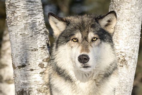 Daughter of the wolf (2019) movie ending scene hd. Wolf: Beste plekken om dit dier te zien in het wild ...