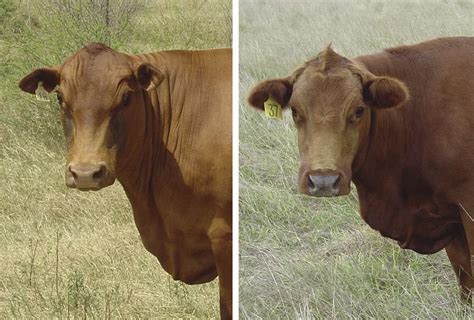 Fda Approves First Crispr Cows For Beef Modern Farmer