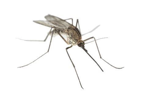 Mosquito Png Clipart Png All Png All