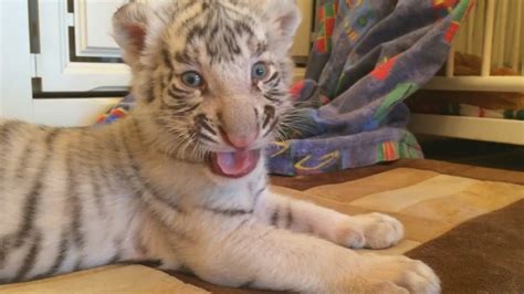 Dog Adopts Baby Tiger Cubs Youtube