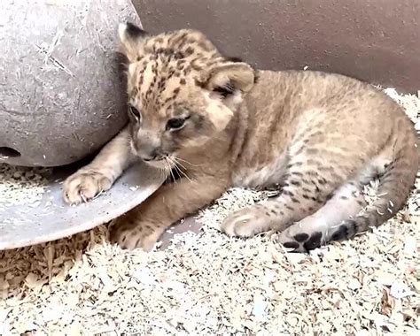 Papà Leone Si Inchina Per Incontrare Il Suo Nuovo Cucciolo Per La Prima Volta